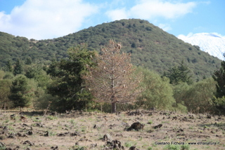 nte Egitto-26-10-2014 11-00-15